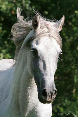 White Paso Fino Stallion